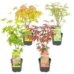 4x Acer Mix - Japanse Esdoorn - ⌀10.5 Cm - ↕25-30 Cm
