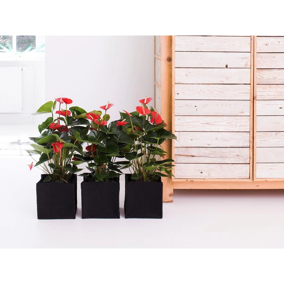 2x Anthurium 'Aristo' Rood– Flamingoplant - ⌀12 Cm - ↕30-40 Cm 4 2x Anthurium 'Aristo' Rood– Flamingoplant - ⌀12 Cm - ↕30-40 Cm - Afbeelding 2