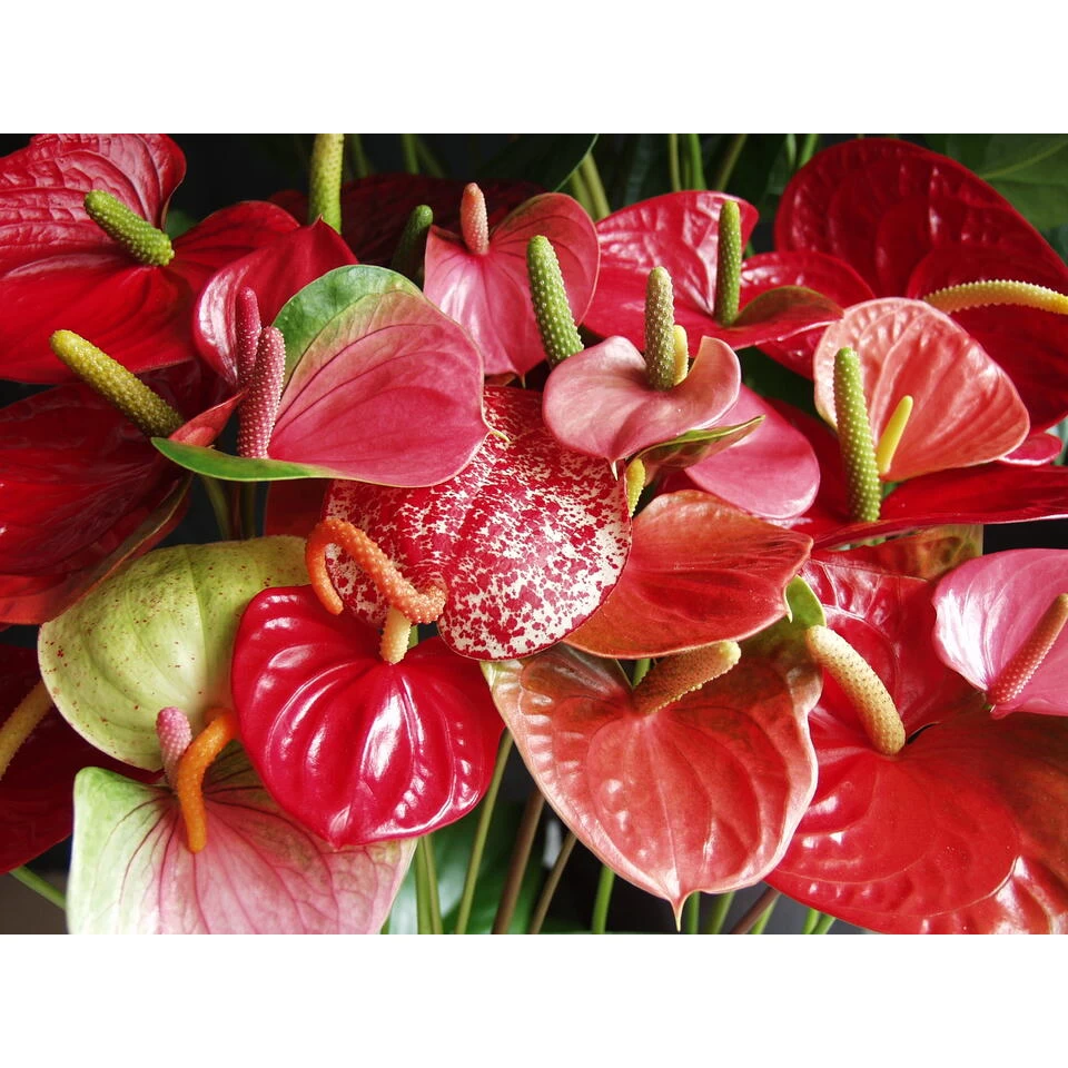 2x Anthurium 'Aristo' Rood– Flamingoplant - ⌀12 Cm - ↕30-40 Cm 5 2x Anthurium 'Aristo' Rood– Flamingoplant - ⌀12 Cm - ↕30-40 Cm - Afbeelding 3