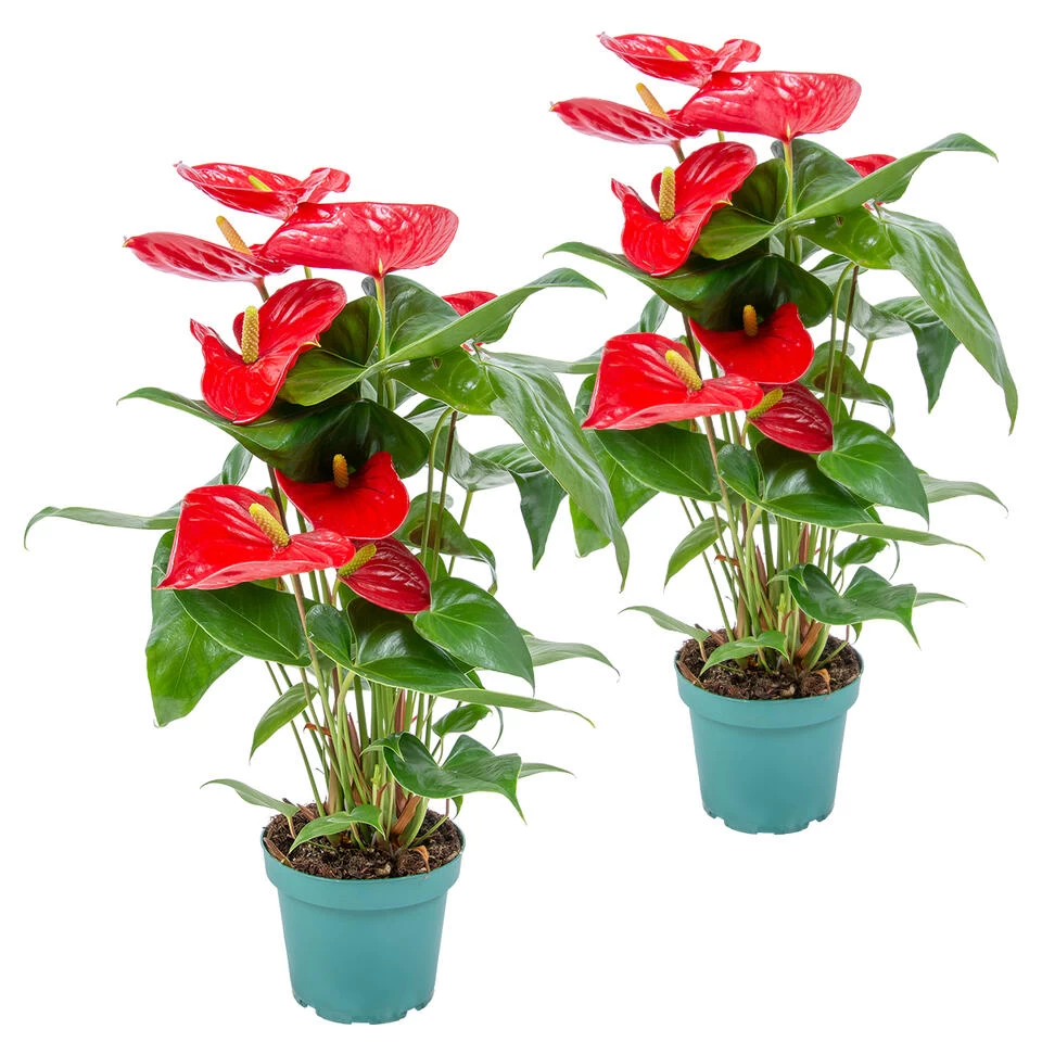 2x Anthurium 'Aristo' Rood– Flamingoplant - ⌀12 Cm - ↕30-40 Cm 3 2x Anthurium 'Aristo' Rood– Flamingoplant - ⌀12 Cm - ↕30-40 Cm