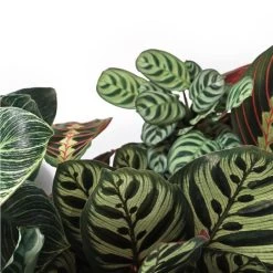 Calathea 'Medaillon' & 'Orbifolia'- ⌀14 Cm - ↕40-45 Cm -GroenThuis Voordeel 1691379971 0102