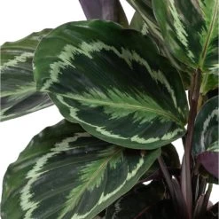 Calathea 'Medaillon' & 'Orbifolia'- ⌀14 Cm - ↕40-45 Cm -GroenThuis Voordeel 1691379971 0103