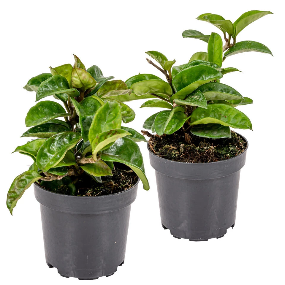 2x Hoya Krinkle P10.15 3 2x Hoya Krinkle P10.15