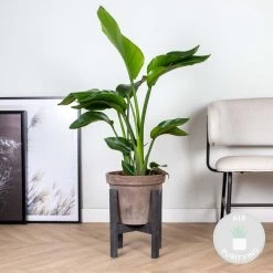 Strelitzia Nicolai - Paradijsvogelplant - ⌀19 Cm - ↕80-90 Cm -GroenThuis Voordeel 1701092676 0101