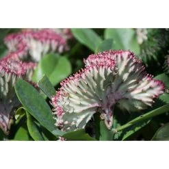 Euphorbia Lactea 'Cristata' - Cactus - Pot 11 Cm - Hoogte 30 Cm -GroenThuis Voordeel 1701652979 0103