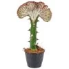 Euphorbia Lactea 'Cristata' - Cactus - Pot 11 Cm - Hoogte 30 Cm