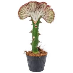 Euphorbia Lactea 'Cristata' - Cactus - Pot 11 Cm - Hoogte 30 Cm