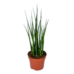 Sansevieria 'Fernwood Mikado' - Pot 12 Cm - ↕35 Cm