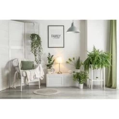 Nephrolepis Green Lady - Krulvaren In Hangpot - Pot 17 - ↕20 Cm -GroenThuis Voordeel 1718685725 0103