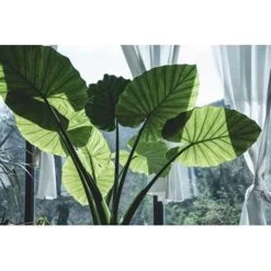 Olifantsoor - Alocasia 'Cucullata' Op Stam 2x - Pot 12 - ↕50 Cm -GroenThuis Voordeel 1767229323 0101