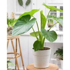 Olifantsoor - Alocasia 'Cucullata' Op Stam 2x - Pot 12 - ↕50 Cm -GroenThuis Voordeel 1767229323 0102