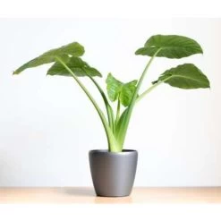 Olifantsoor - Alocasia 'Cucullata' Op Stam 2x - Pot 12 - ↕50 Cm -GroenThuis Voordeel 1767229323 0103