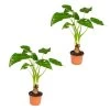 Olifantsoor - Alocasia 'Cucullata' Op Stam 2x - Pot 12 - ↕50 Cm -GroenThuis Voordeel 1767229323