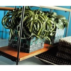 Graslelie - Chlorophytum 'Green Bonnie' 6x - Pot 12 Cm - ↕25 Cm -GroenThuis Voordeel 1787151619 0102