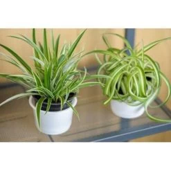 Graslelie - Chlorophytum 'Green Bonnie' 6x - Pot 12 Cm - ↕25 Cm -GroenThuis Voordeel 1787151619 0103