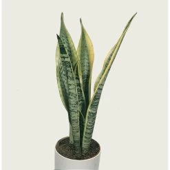 Sansevieria 'Zeylanica' 2x - Pot 9 Cm - ↕35 Cm -GroenThuis Voordeel 1789945222 0103
