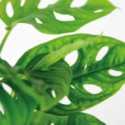 2x Monstera Adansonii 'Monkey Leaf' - Gatenplant - ⌀12 Cm - ↕20-25 Cm -GroenThuis Voordeel 1804962063 0102