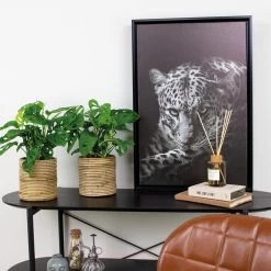 2x Monstera Adansonii 'Monkey Leaf' - Gatenplant - ⌀12 Cm - ↕20-25 Cm -GroenThuis Voordeel 1804962063 0103