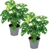 2x Monstera Adansonii 'Monkey Leaf' - Gatenplant - ⌀12 Cm - ↕20-25 Cm