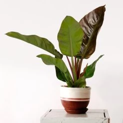 Philodendron Imial Red - Pot 19 Cm - ↕50 Cm -GroenThuis Voordeel 1805656378 0101