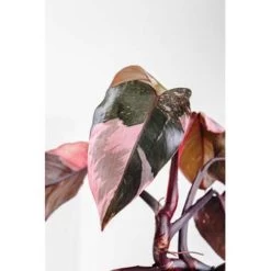 Philodendron Imial Red - Pot 19 Cm - ↕50 Cm -GroenThuis Voordeel 1805656378 0102