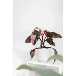 Philodendron Imial Red - Pot 19 Cm - ↕50 Cm -GroenThuis Voordeel 1805656378 0103