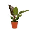 Philodendron Imial Red - Pot 19 Cm - ↕50 Cm -GroenThuis Voordeel 1805656378