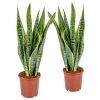 2x Sansevieria 'Laurentii' XL – Vrouwentong – ⌀17cm – ↕55-65 Cm -GroenThuis Voordeel 1844085456