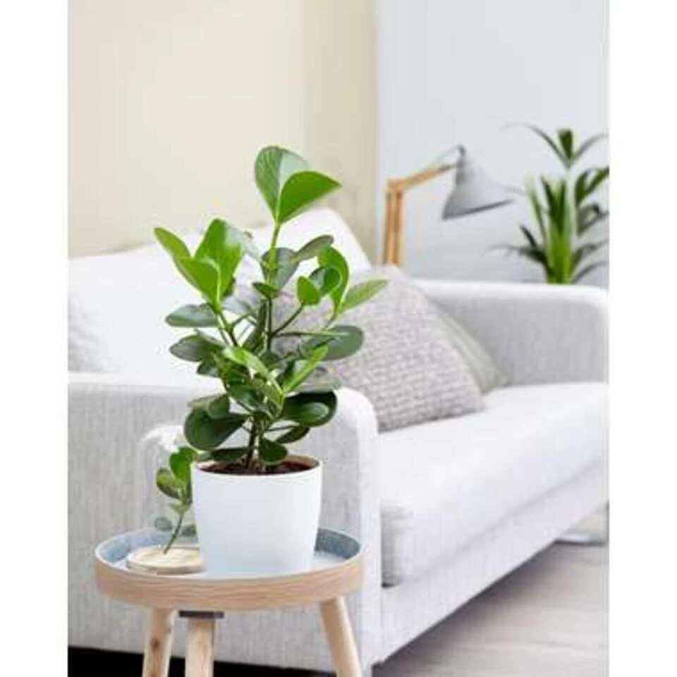 Clusia Rosea Princess - Varkensboom - Pot 17 Cm - ↕55 Cm 4 Clusia Rosea Princess - Varkensboom - Pot 17 Cm - ↕55 Cm - Afbeelding 2