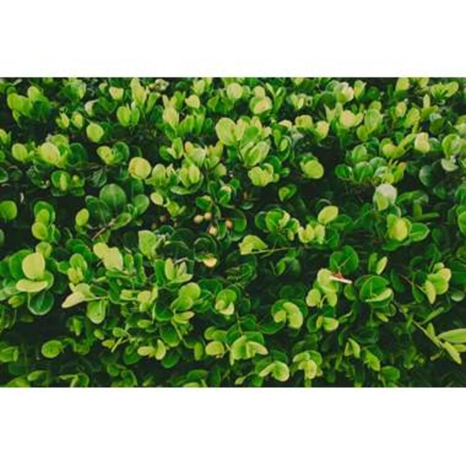 Clusia Rosea Princess - Varkensboom - Pot 17 Cm - ↕55 Cm 5 Clusia Rosea Princess - Varkensboom - Pot 17 Cm - ↕55 Cm - Afbeelding 3