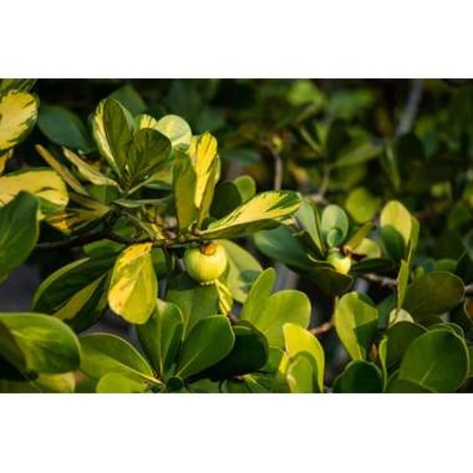 Clusia Rosea Princess - Varkensboom - Pot 17 Cm - ↕55 Cm 6 Clusia Rosea Princess - Varkensboom - Pot 17 Cm - ↕55 Cm - Afbeelding 4