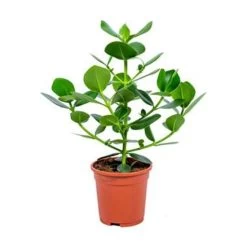 Clusia Rosea Princess - Varkensboom - Pot 17 Cm - ↕55 Cm