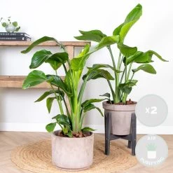 2x Strelitzia Nicolai - Paradijsvogelplant - ⌀19 Cm - ↕80-90 Cm -GroenThuis Voordeel 1909298034 0101