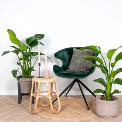 2x Strelitzia Nicolai - Paradijsvogelplant - ⌀19 Cm - ↕80-90 Cm -GroenThuis Voordeel 1909298034 0103