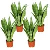 Sansevieria 'Zeylanica' 4x - Pot 9 Cm - ↕35 Cm -GroenThuis Voordeel 1911215939