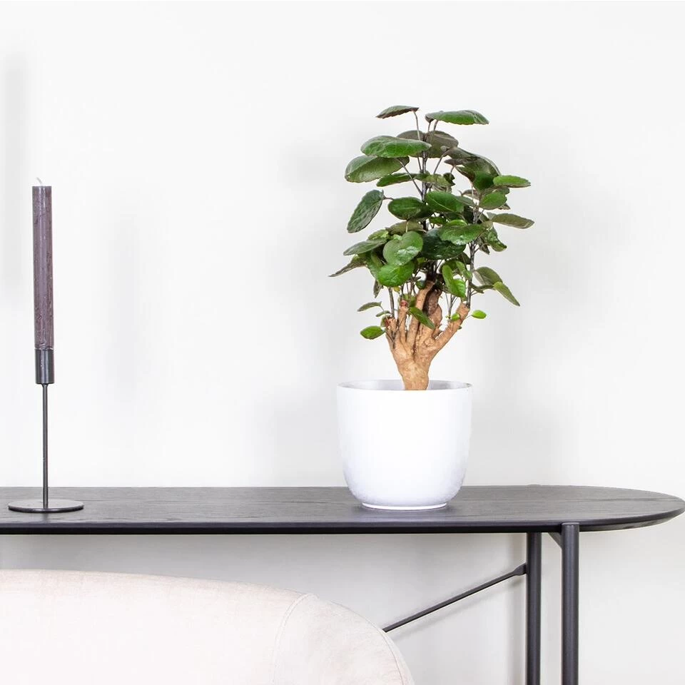 Polyscias 'Fabian -Sterke Tropische Kamerplant Pot 12 Cm -↕40 Cm 4 Polyscias 'Fabian -Sterke Tropische Kamerplant Pot 12 Cm -↕40 Cm - Afbeelding 2