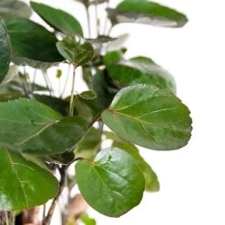 Polyscias 'Fabian -Sterke Tropische Kamerplant Pot 12 Cm -↕40 Cm 8 Polyscias 'Fabian -Sterke Tropische Kamerplant Pot 12 Cm -↕40 Cm -GroenThuis Voordeel 1924443082 0102