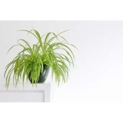 5x Luchtzuiverende Mix – ⌀12 Cm - ↕20-45 Cm -GroenThuis Voordeel 1926219633 0102