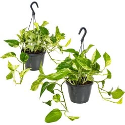 Scindapsus 'Marble Queen' In Hangpot 2x -Pot 17 Cm - ↕25 Cm