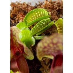 Plantenterrarium Bye Bye Fly – Vleesetende Planten – ↕23 Cm -GroenThuis Voordeel 1927342073 0103