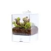 Plantenterrarium Bye Bye Fly – Vleesetende Planten – ↕23 Cm