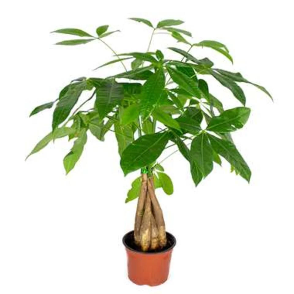 Pachira Aquatica - Geldboom - ⌀12 Cm - ↕25-35 Cm 3 Pachira Aquatica - Geldboom - ⌀12 Cm - ↕25-35 Cm