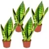 Sansevieria 'Suba' 4x - Pot 9 Cm - ↕35 Cm -GroenThuis Voordeel 1934129674
