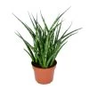 Sansevieria 'Fernwood Punk' - Pot 12 Cm - ↕35 Cm -GroenThuis Voordeel 1943668328