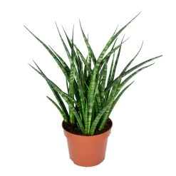 Sansevieria 'Fernwood Punk' - Pot 12 Cm - ↕35 Cm