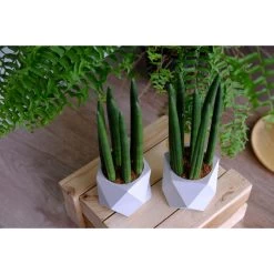 Sansevieria 'Straight' - Pot 12 Cm - ↕40 Cm -GroenThuis Voordeel 1944490800 0102