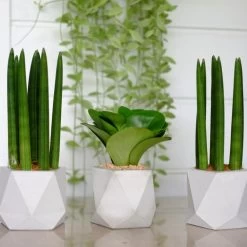 Sansevieria 'Straight' - Pot 12 Cm - ↕40 Cm -GroenThuis Voordeel 1944490800 0103