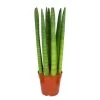 Sansevieria 'Straight' - Pot 12 Cm - ↕40 Cm -GroenThuis Voordeel 1944490800