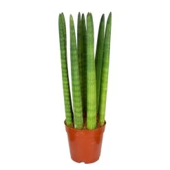 Sansevieria 'Straight' - Pot 12 Cm - ↕40 Cm