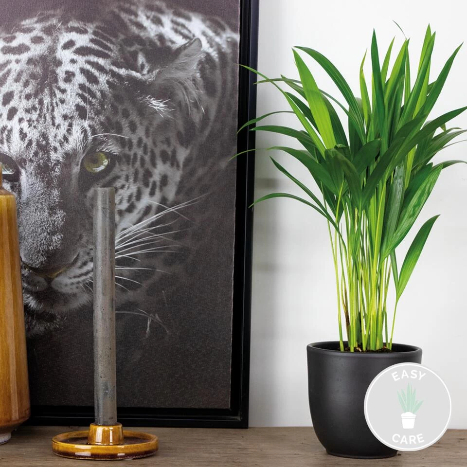 Dypsis Lutescens - Goudpalm - ⌀12 Cm - ↕30-35 Cm 4 Dypsis Lutescens - Goudpalm - ⌀12 Cm - ↕30-35 Cm - Afbeelding 2